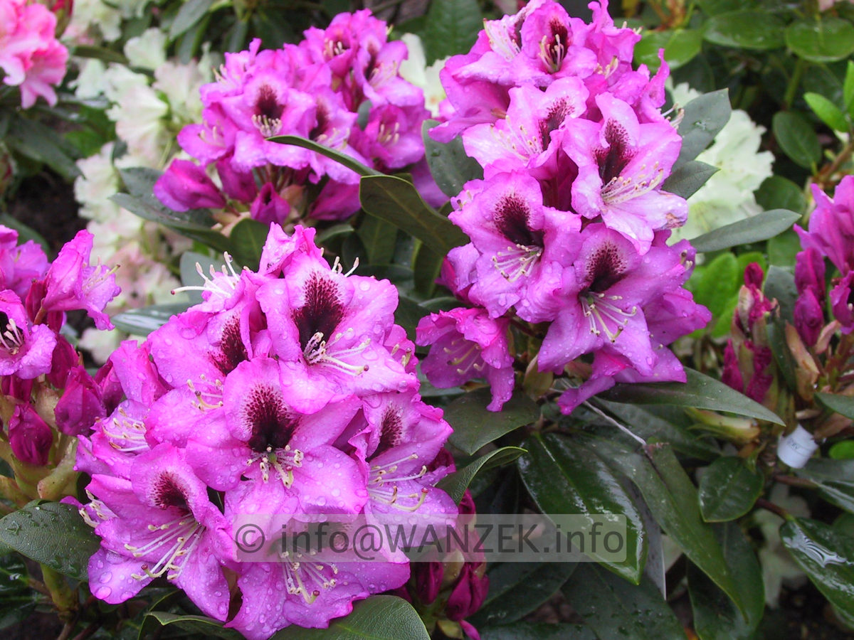 Rhododendron Kokardia 01.JPG